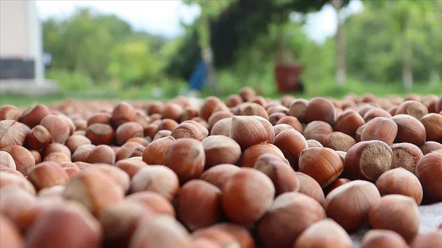 Fındık üreticisine bayram erken geldi! 2025 fındık alım fiyatları açıklandı! 3
